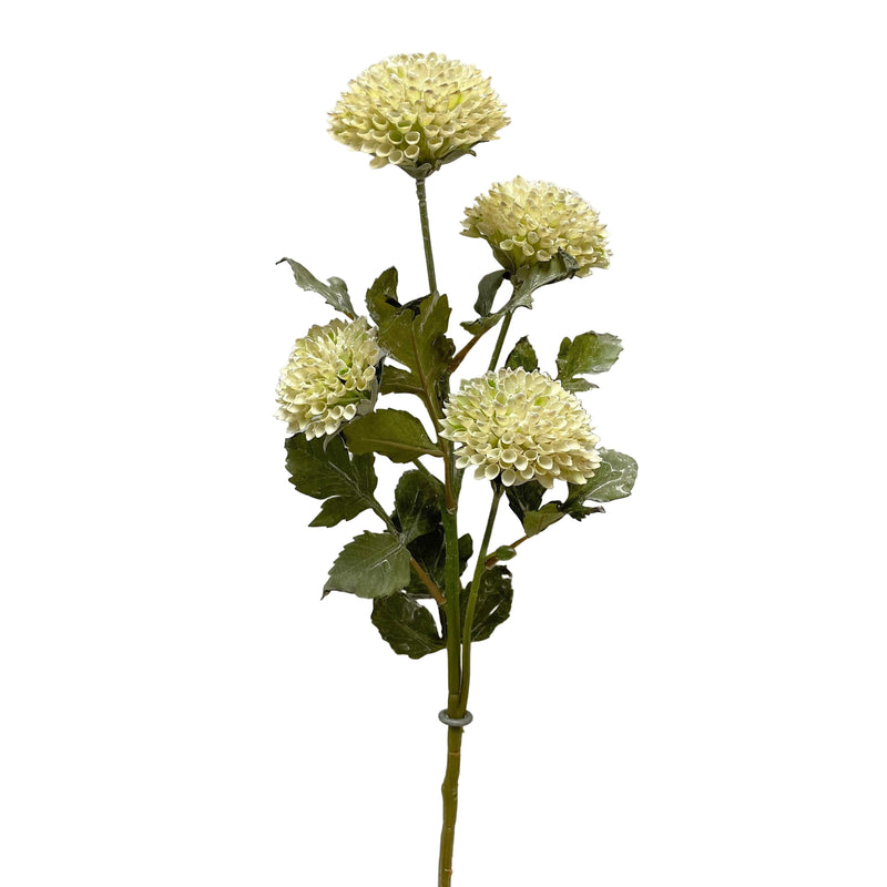 Scabiousa Spray | Cream