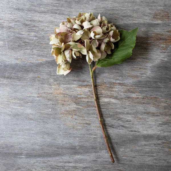 Hydrangea Stem | Dusk