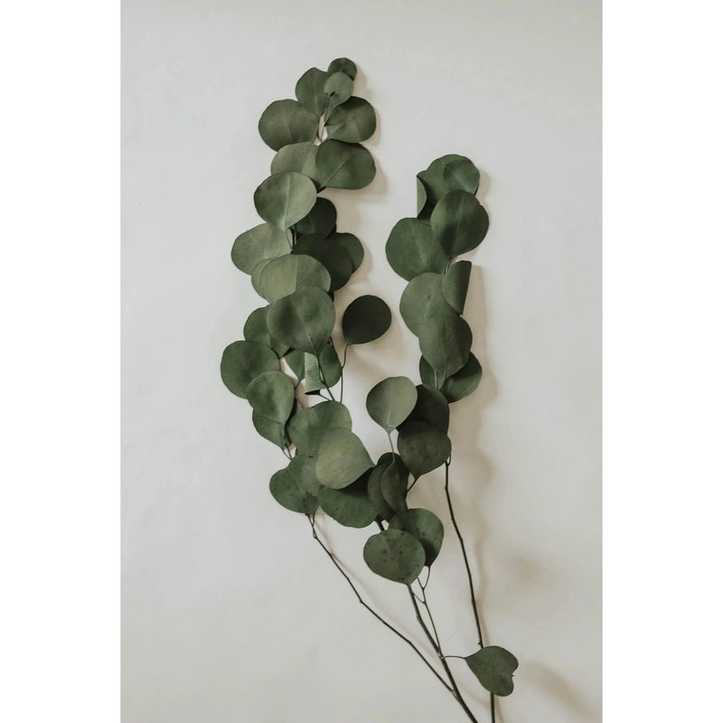 Preserved Silver Dollar Eucalyptus | Dark Green