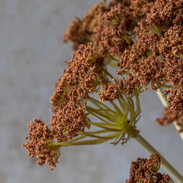 Yarrow Bunch | Henna