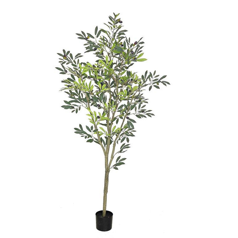 Potted Fruiting Olive Tree
