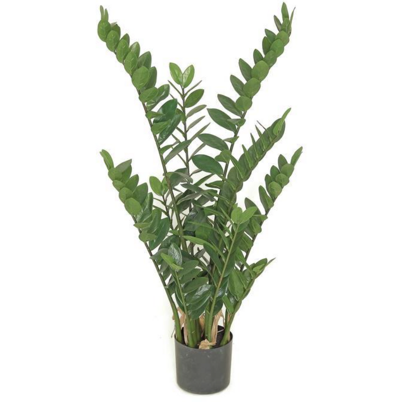 Zamioculcas Plant 43"