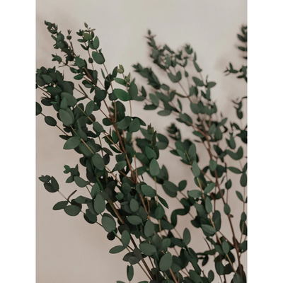 Preserved Parvifolia Eucalyptus | Dark Green